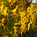 Grape Spotlight: Gruner Veltliner
