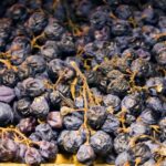 The Dried Wines of Italy’s Veneto Region