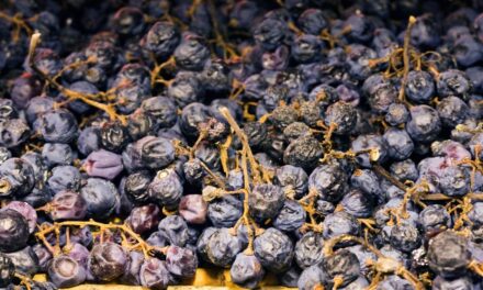 The Dried Wines of Italy’s Veneto Region